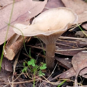 Clitocybe s. l. at Bruce, ACT - 24 Jun 2022