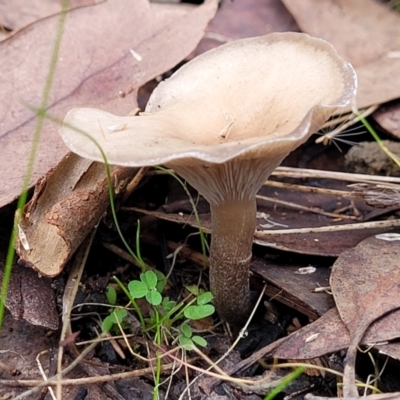 Clitocybe s. l. at Gossan Hill - 24 Jun 2022 by trevorpreston