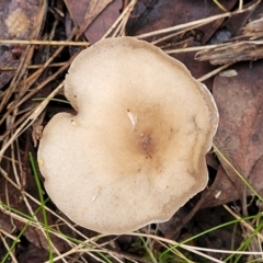 Clitocybe s. l. at Bruce, ACT - 24 Jun 2022