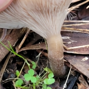 Clitocybe s. l. at Bruce, ACT - 24 Jun 2022