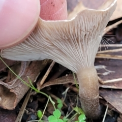 Clitocybe s. l. at Bruce, ACT - 24 Jun 2022