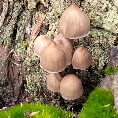 Mycena sp. (Mycena) at Point 604 - 24 Jun 2022 by trevorpreston