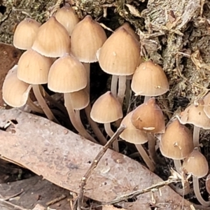 Mycena sp. at Bruce, ACT - 24 Jun 2022