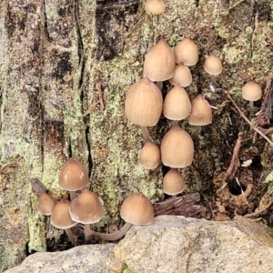 Mycena sp. at Bruce, ACT - 24 Jun 2022