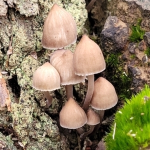 Mycena sp. at Bruce, ACT - 24 Jun 2022