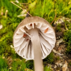 Mycena sp. at Bruce, ACT - 24 Jun 2022