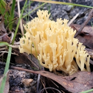 Ramaria sp. at Bruce, ACT - 24 Jun 2022