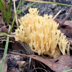 Ramaria sp. (A Coral fungus) at Bruce, ACT - 24 Jun 2022 by trevorpreston