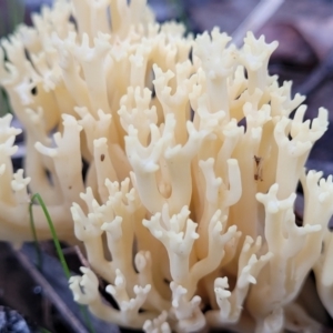 Ramaria sp. at Bruce, ACT - 24 Jun 2022 03:52 PM