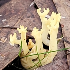 Ramaria sp. (A Coral fungus) at Bruce, ACT - 24 Jun 2022 by trevorpreston