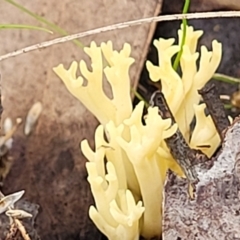 Ramaria sp. at Bruce, ACT - 24 Jun 2022 03:51 PM