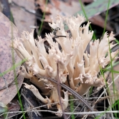 Ramaria sp. (genus) (A Coral fungus) at Bruce, ACT - 24 Jun 2022 by trevorpreston