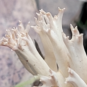 Ramaria sp. at Bruce, ACT - 24 Jun 2022