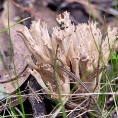 Ramaria sp. at Bruce, ACT - 24 Jun 2022 03:48 PM