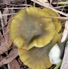 Dermocybe austroveneta (Green Skinhead) at Bruce Ridge to Gossan Hill - 24 Jun 2022 by trevorpreston