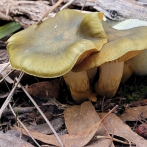 Cortinarius austrovenetus at Bruce, ACT - 24 Jun 2022