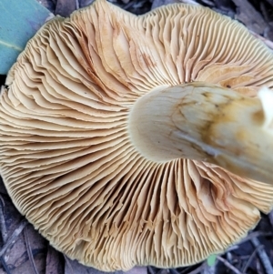 Cortinarius austrovenetus at Bruce, ACT - 24 Jun 2022