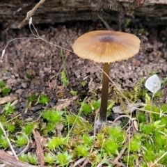 Unidentified Cap on a stem; gills below cap [mushrooms or mushroom-like] at Point 455 - 24 Jun 2022 by trevorpreston