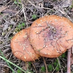 Cortinarius sp. (Cortinarius) at Point 455 - 24 Jun 2022 by trevorpreston