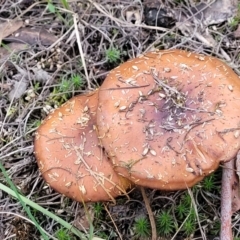 Unidentified Cap on a stem; gills below cap [mushrooms or mushroom-like] (TBC) at Gossan Hill - 24 Jun 2022 by trevorpreston