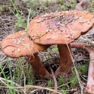 Cortinarius sp. at Bruce, ACT - 24 Jun 2022