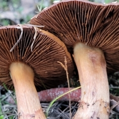 Cortinarius sp. at Bruce, ACT - 24 Jun 2022 03:45 PM