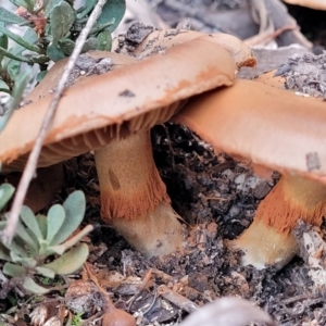 zz agaric (stem; gills not white/cream) at Bruce, ACT - 24 Jun 2022