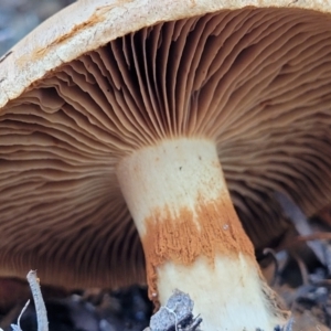 zz agaric (stem; gills not white/cream) at Bruce, ACT - 24 Jun 2022 03:44 PM