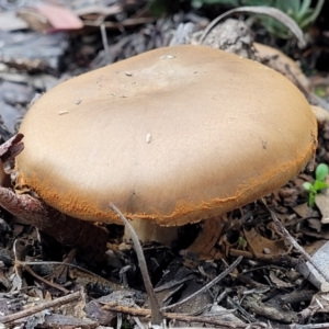 zz agaric (stem; gills not white/cream) at Bruce, ACT - 24 Jun 2022 03:44 PM