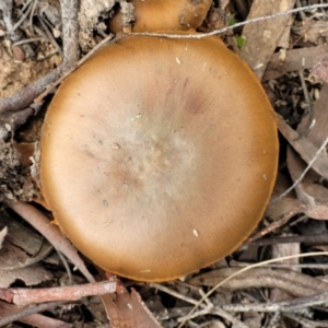 zz agaric (stem; gills not white/cream) at Bruce, ACT - 24 Jun 2022 03:44 PM