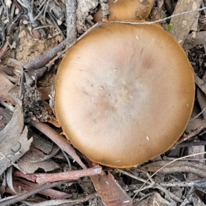 zz agaric (stem; gills not white/cream) at Bruce, ACT - 24 Jun 2022