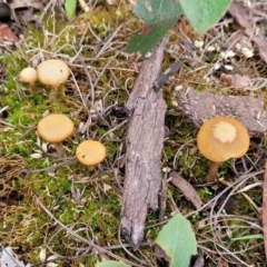 Galerina sp. at Gossan Hill - 24 Jun 2022 by trevorpreston