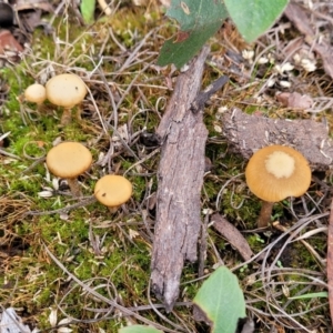 Galerina sp. at Bruce, ACT - 24 Jun 2022