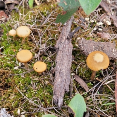 Galerina sp. at Point 455 - 24 Jun 2022 by trevorpreston