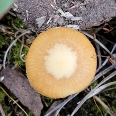 Galerina sp. at Bruce, ACT - 24 Jun 2022 03:43 PM