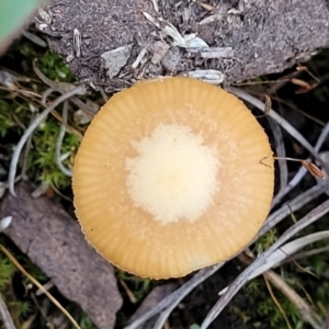 Galerina sp. at Bruce, ACT - 24 Jun 2022