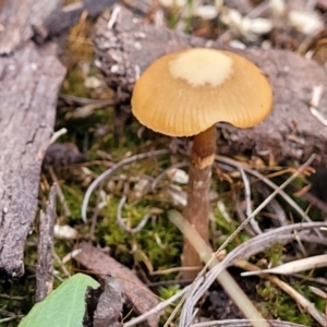 Galerina sp. at Bruce, ACT - 24 Jun 2022