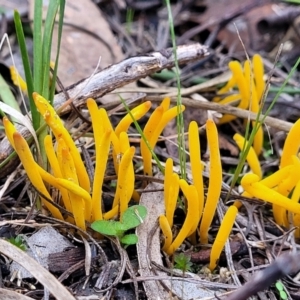 Clavulinopsis amoena at Bruce, ACT - 24 Jun 2022