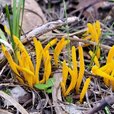 Clavulinopsis amoena (Yellow club) at Point 455 - 24 Jun 2022 by trevorpreston