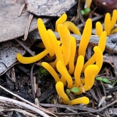 Clavulinopsis amoena at Bruce, ACT - 24 Jun 2022