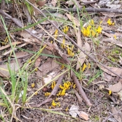 Clavulinopsis amoena at Bruce, ACT - 24 Jun 2022 03:41 PM