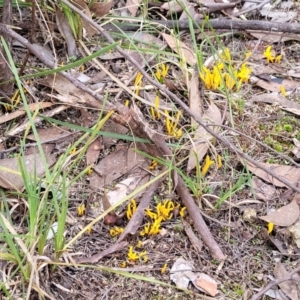 Clavulinopsis amoena at Bruce, ACT - 24 Jun 2022