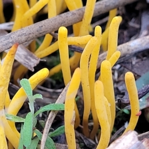 Clavulinopsis amoena at Bruce, ACT - 24 Jun 2022