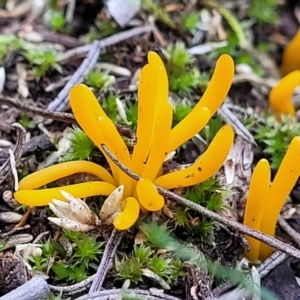 Clavulinopsis amoena at Bruce, ACT - 24 Jun 2022