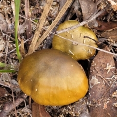 Cortinarius sp. (Cortinarius) at Point 455 - 24 Jun 2022 by trevorpreston