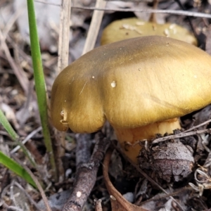 Cortinarius sp. at Bruce, ACT - 24 Jun 2022 03:39 PM