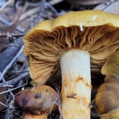 Cortinarius sp. at Bruce, ACT - 24 Jun 2022 03:39 PM