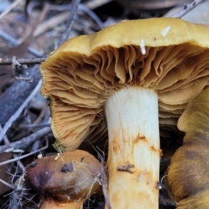 Cortinarius sp. at Bruce, ACT - 24 Jun 2022 03:39 PM