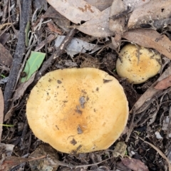 Unidentified Cap on a stem; gills below cap [mushrooms or mushroom-like] at Bruce Ridge to Gossan Hill - 24 Jun 2022 by trevorpreston