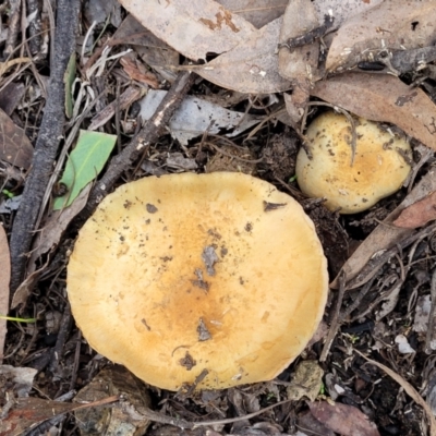 Unidentified Cap on a stem; gills below cap [mushrooms or mushroom-like] at Bruce Ridge to Gossan Hill - 24 Jun 2022 by trevorpreston